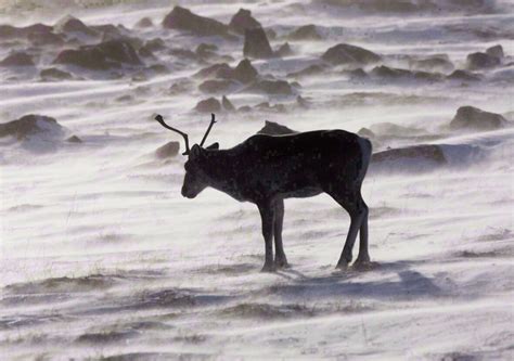 Enhancing the Caribou Emperor Social Structure with Antler King Lick Magic